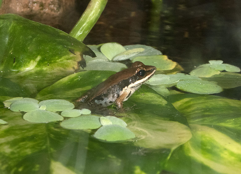 Siamesischer Braunfrosch am 4. November 2018 im Terrarium im Zoo Wuppertall