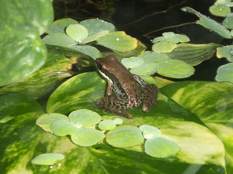 Siamesischer Braunfrosch am 4. November 2018 im Terrarium im Grünen Zoo Wuppertal