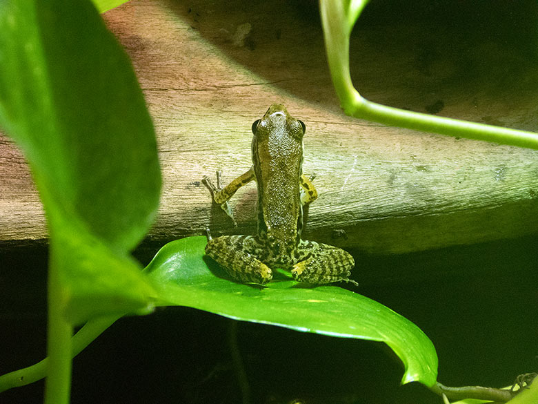 Siamesischer Braunfrosch am 10. November 2018 im Terrarium im Wuppertaler Zoo