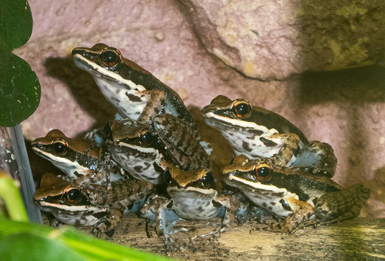 Siamesische Braunfrösche am 18. November 2018 im Terrarium im Grünen Zoo Wuppertal