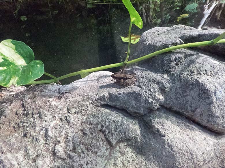 Siamesischer Braunfrosch am 10. Januar 2020 im Terrarium im Grünen Zoo Wuppertal