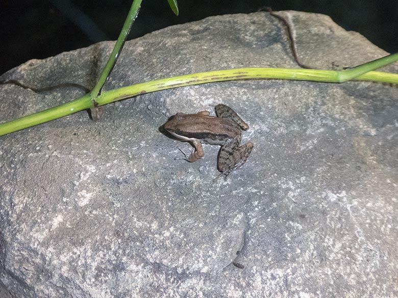 Siamesischer Braunfrosch am 10. Januar 2020 im Terrarium im Zoologischen Garten Wuppertal