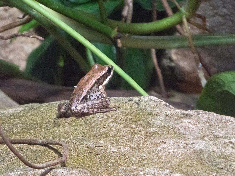 Siamesischer Braunfrosch am 10. Januar 2020 im Terrarium im Zoo Wuppertal