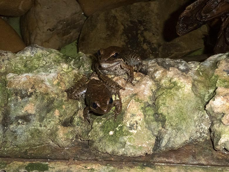 Siamesische Braunfrösche am 10. Januar 2020 im Terrarium im Grünen Zoo Wuppertal