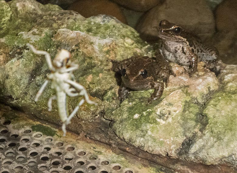 Siamesische Braunfrösche am 10. Januar 2020 im Terrarium im Zoo Wuppertal