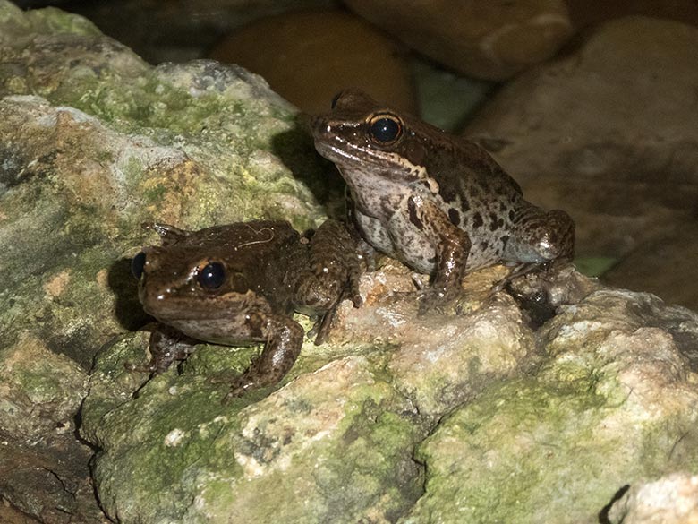 Siamesische Braunfrösche am 10. Januar 2020 im Terrarium im Wuppertaler Zoo