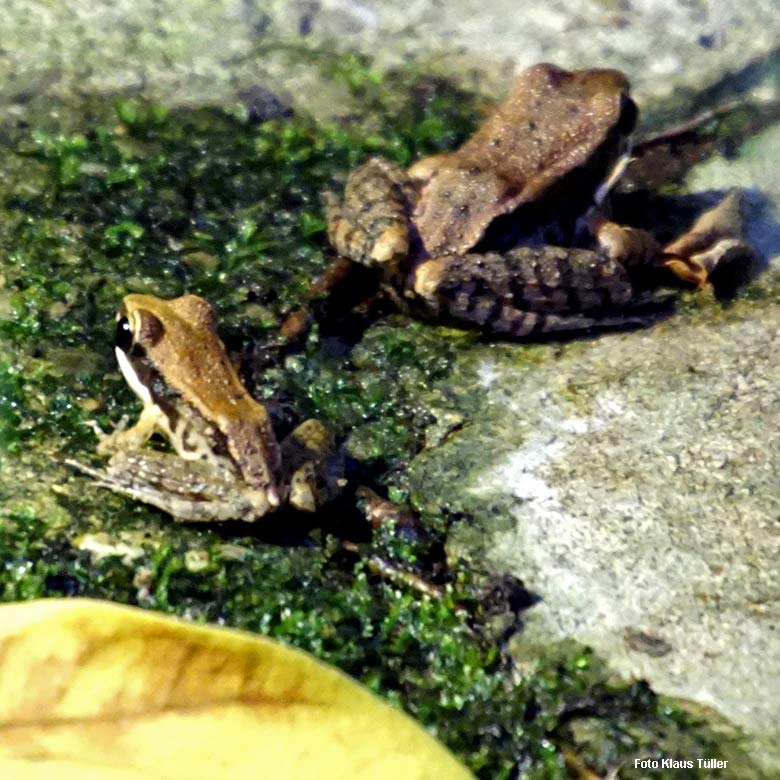 Siamesische Braunfrösche am 7. Dezember 2021 im Gehege des Stumpfkrokodils im Terrarium im Zoo Wuppertal (Foto Klaus Tüller)