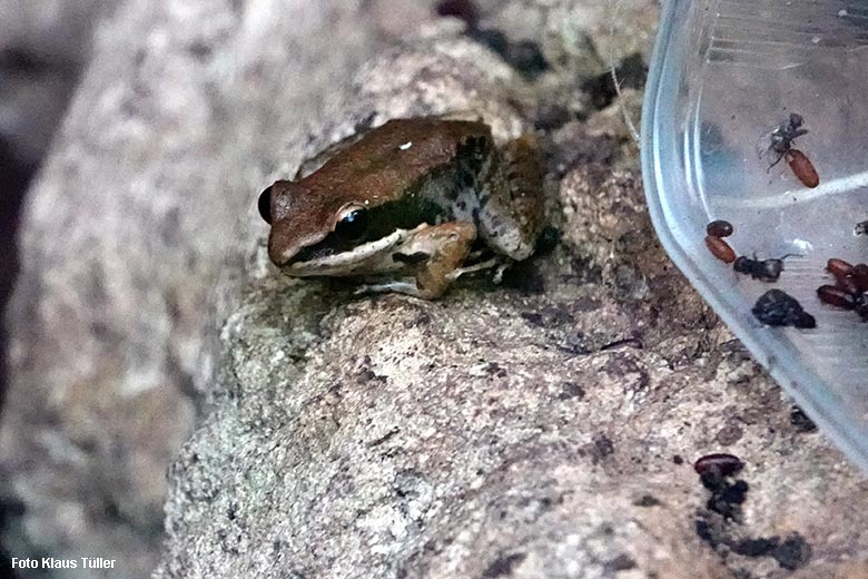 Siamesischer Braunfrosch am 26. Dezember 2021 im Gehege des Stumpfkrokodil im Terrarium im Wuppertaler Zoo (Foto Klaus Tüller)