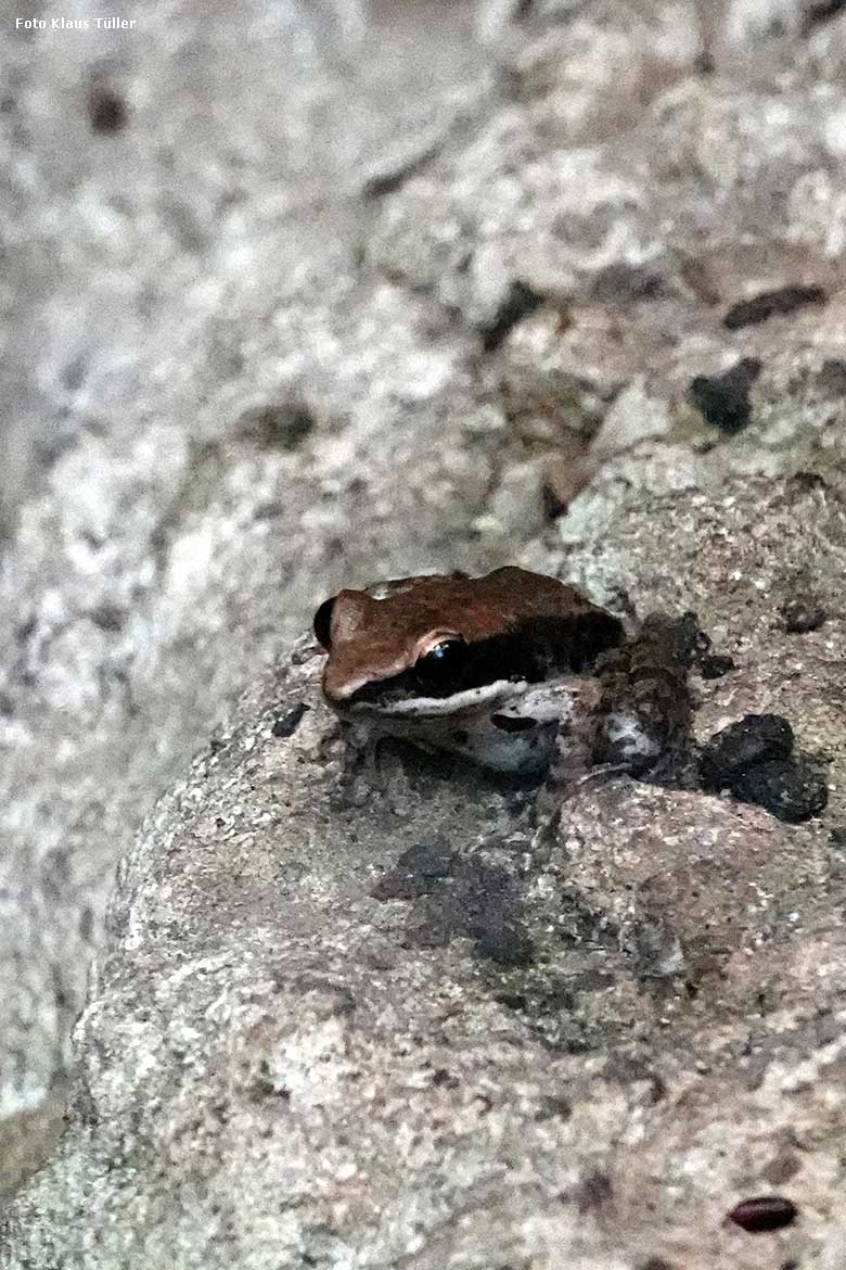 Siamesischer Braunfrosch am 30. Dezember 2021 im Terrarium im Grünen Zoo Wuppertal (Foto Klaus Tüller)