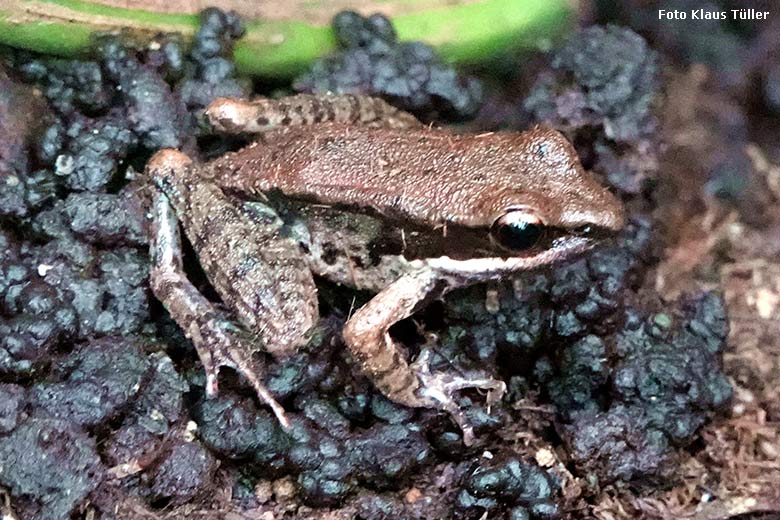 Siamesischer Braunfrosch am 1. Januar 2022 im Terrarium im Zoologischen Garten Wuppertal (Foto Klaus Tüller)