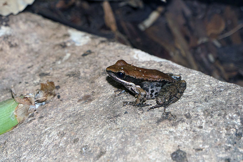 Siamesischer Braunfrosch am 7. Januar 2022 im Terrarium im Wuppertaler Zoo