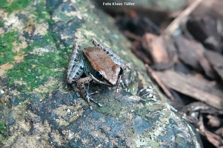 Siamesischer Braunfrosch am 30. Januar 2022 im Terrarium im Grünen Zoo Wuppertal (Foto Klaus Tüller)