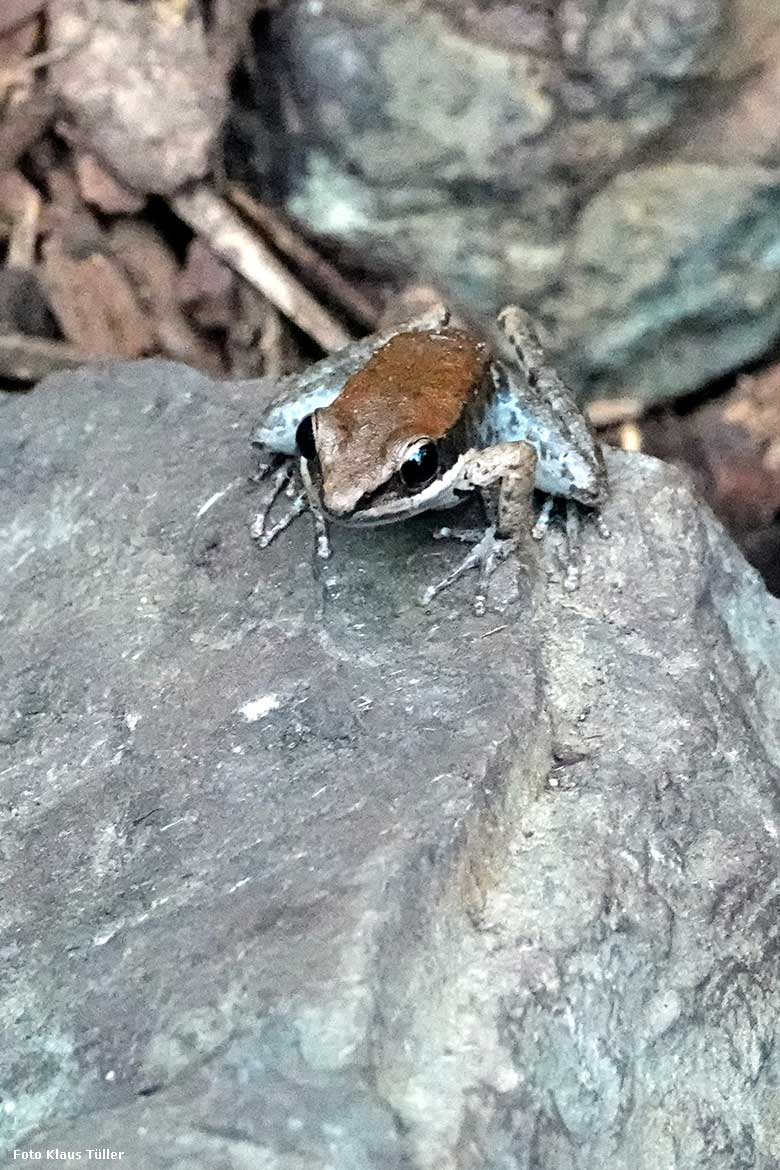 Siamesischer Braunfrosch am 11. Februar 2022 im Terrarium im Zoologischen Garten der Stadt Wuppertal (Foto Klaus Tüller)