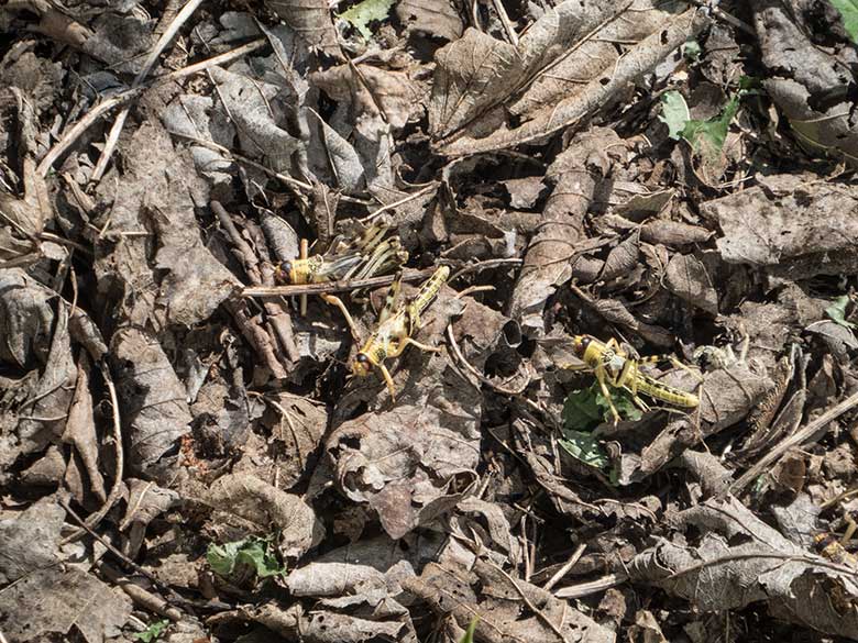 Heuschrecken als Futtertiere am 13. Juli 2020 auf einer Außenanlage im Grünen Zoo Wuppertal