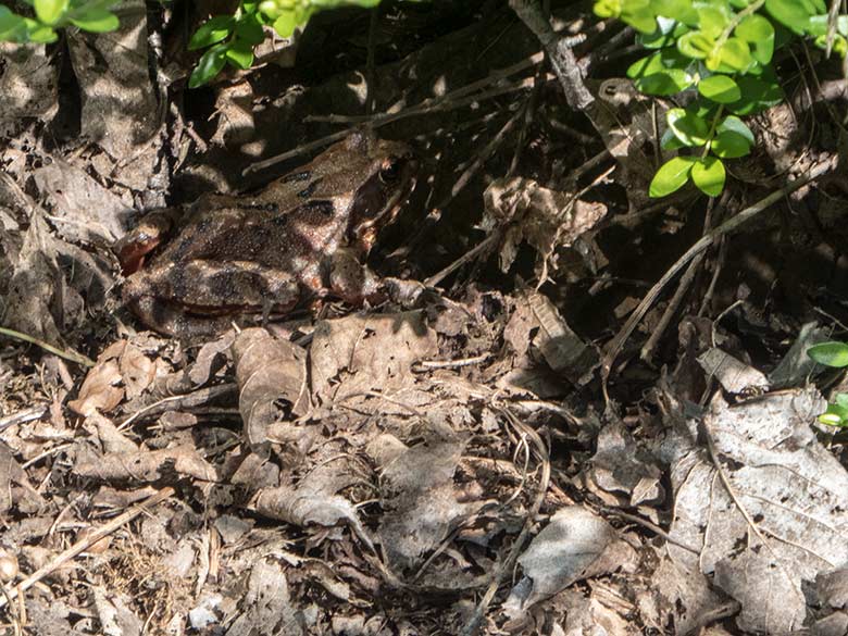 Gelbbauchunke (?) am 13. Juli 2020 auf einer Außenanlage im Wuppertaler Zoo