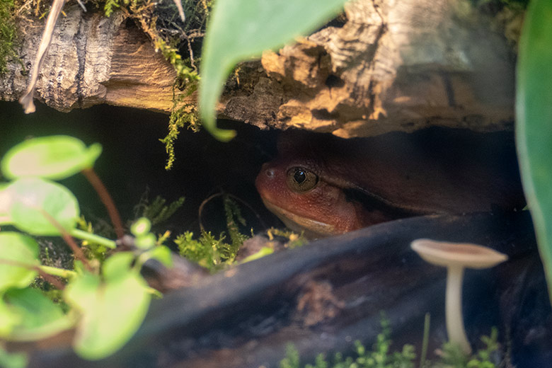 Tomatenfrosch am 25. September 2022 im Terrarium im Zoologischen Garten Wuppertal