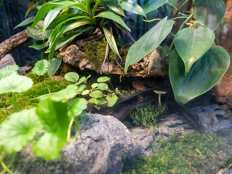 Tomatenfrosch am 25. September 2022 im Terrarium im Wuppertaler Zoo