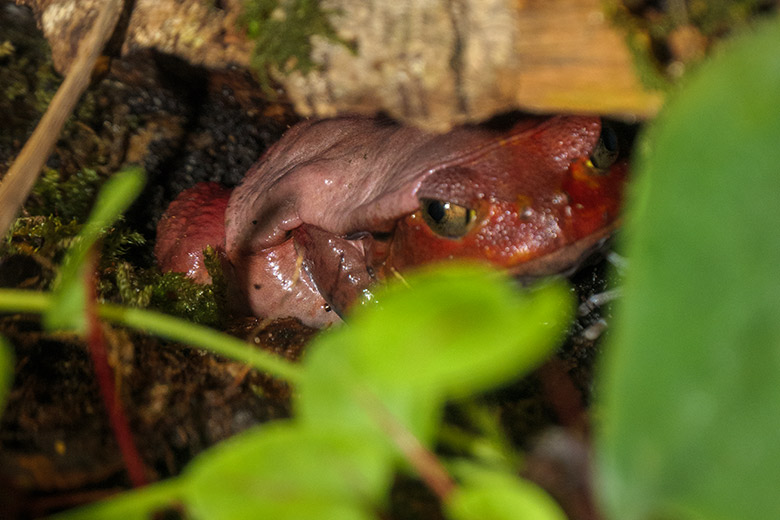 Tomatenfrosch am 27. September 2022 im Terrarium im Grünen Zoo Wuppertal