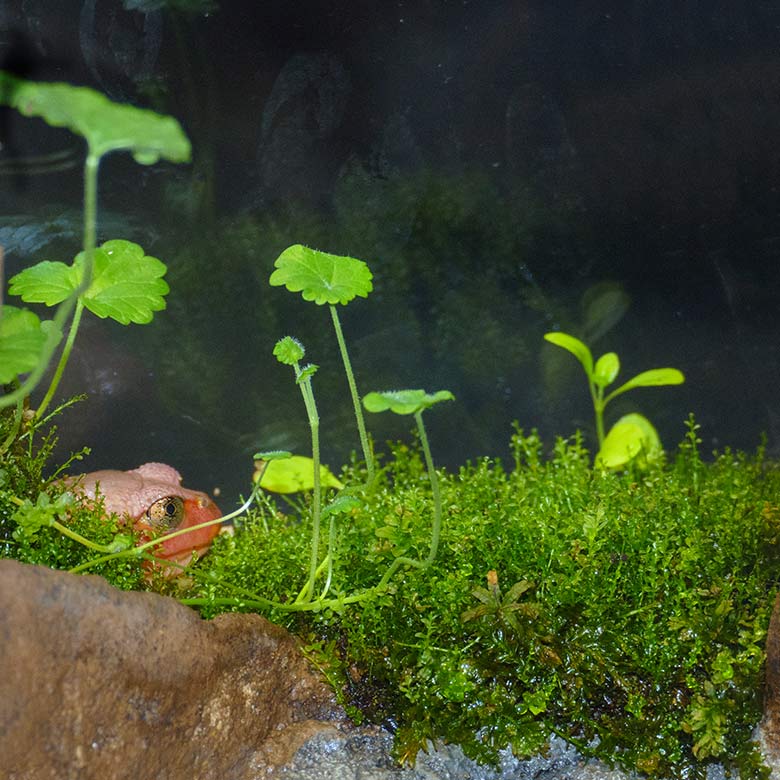 Tomatenfrosch am 21. Oktober 2022 im Terrarium im Grünen Zoo Wuppertal