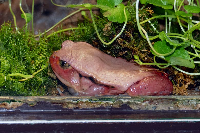 Tomatenfrosch am 21. Oktober 2022 im Terrarium im Zoo Wuppertal