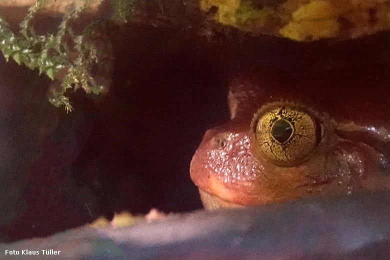 Tomatenfrosch am 28. Oktober 2022 im Terrarium im Grünen Zoo Wuppertal (Foto Klaus Tüller)