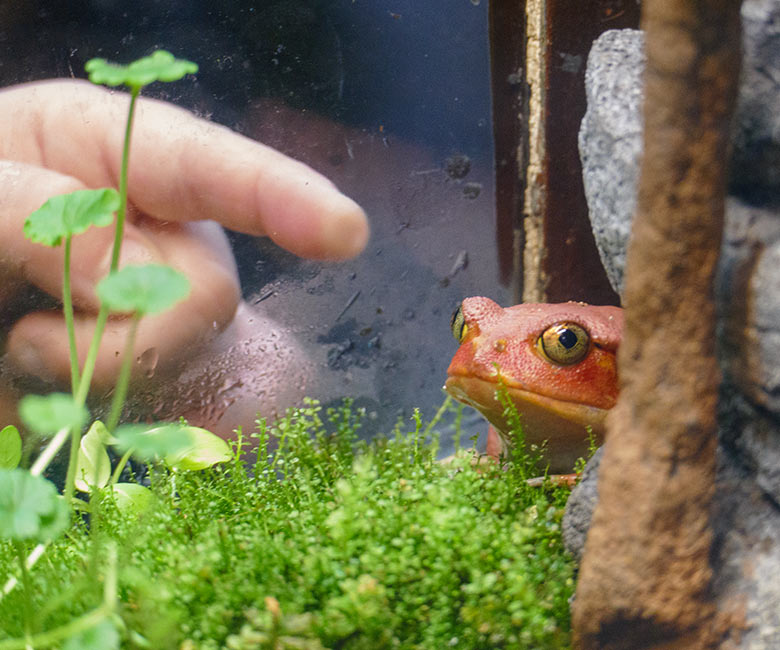 Tomatenfrosch am 1. November 2022 im Terrarium im Wuppertaler Zoo