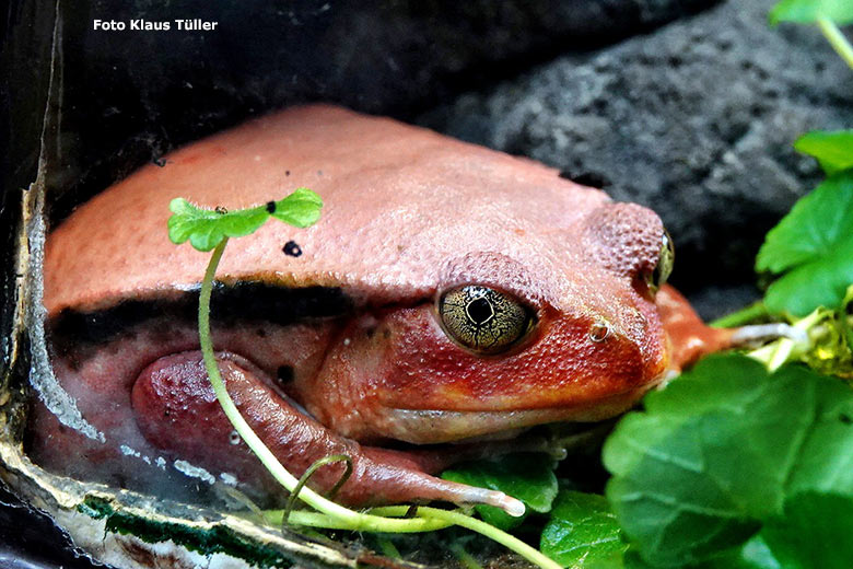 Tomatenfrosch am 19. April 2023 im Terrarium im Grünen Zoo Wuppertal (Foto Klaus Tüller)