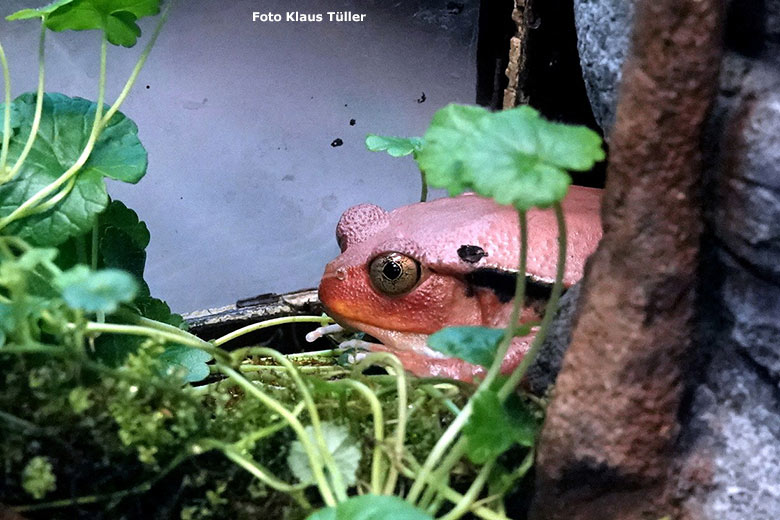 Tomatenfrosch am 19. April 2023 im Terrarium im Wuppertaler Zoo (Foto Klaus Tüller)