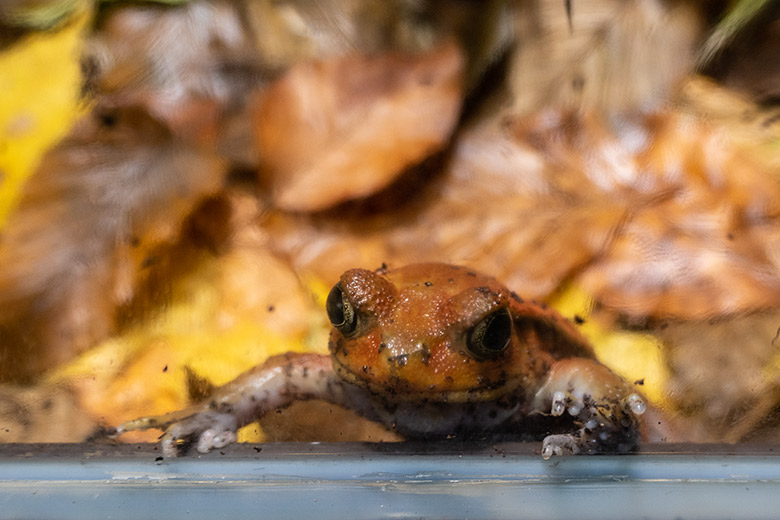 Männlicher Tomatenfrosch am 9. November 2023 in einem Schaugehege im Terrarium im Grünen Zoo Wuppertal