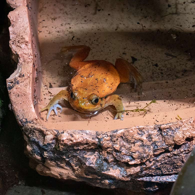 Männlicher Tomatenfrosch im Wasser am 9. November 2023 in einem Schaugehege im Terrarium im Zoo Wuppertal