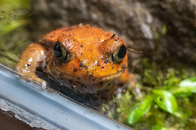 Männlicher Tomatenfrosch am 9. November 2023 in einem Schaugehege im Terrarium im Wuppertaler Zoo