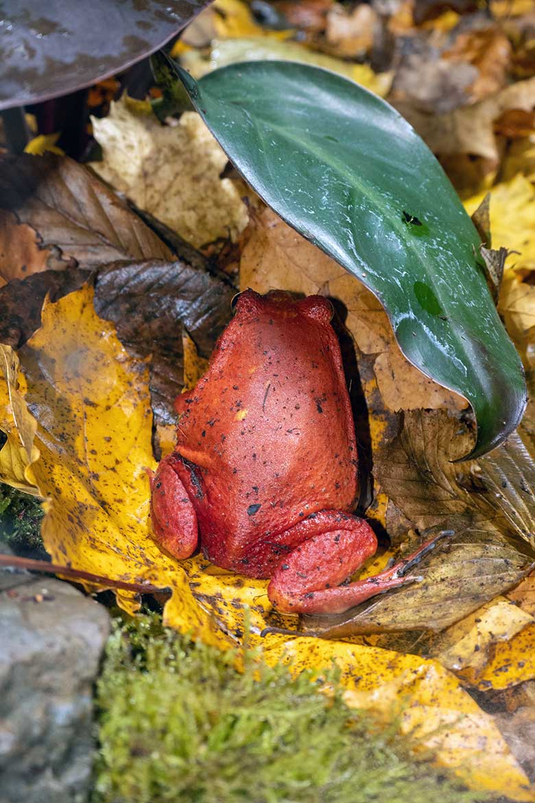 Weiblicher Tomatenfrosch am 9. November 2023 in einem Schaugehege im Terrarium im Wuppertaler Zoo