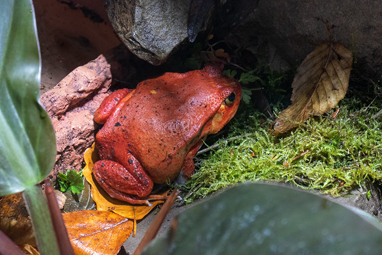 Weiblicher Tomatenfrosch am 9. November 2023 in einem Schaugehege im Terrarium im Grünen Zoo Wuppertal