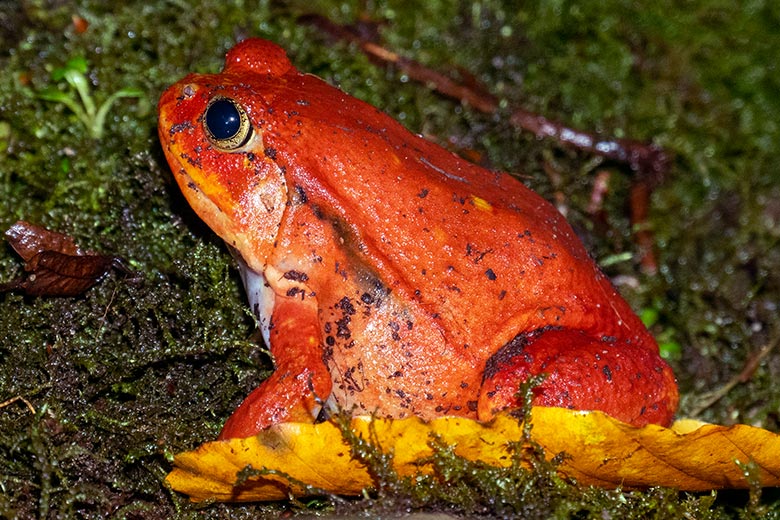 Weiblicher Tomatenfrosch am 9. November 2023 in einem Schaugehege im Terrarium im Grünen Zoo Wuppertal