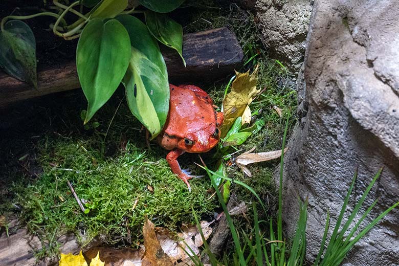 Weiblicher Tomatenfrosch am 9. November 2023 in einem Schaugehege im Terrarium im Wuppertaler Zoo