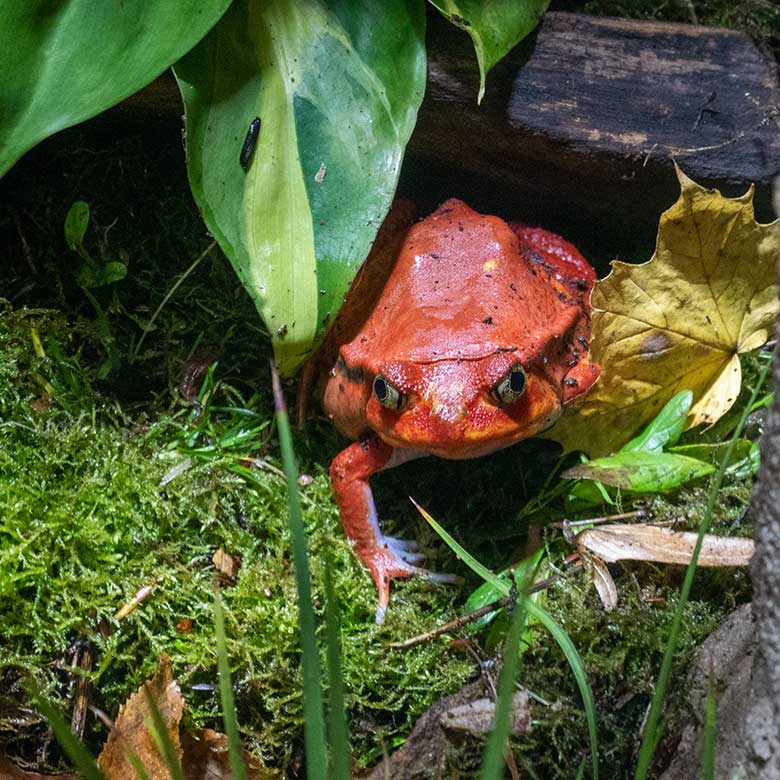 Weiblicher Tomatenfrosch am 9. November 2023 in einem Schaugehege im Terrarium im Zoo Wuppertal