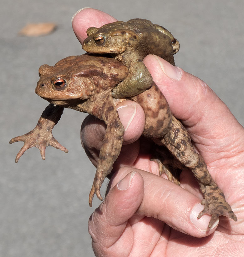 Das kleinere Erdkröten-Männchen umlammerte das größere Erdkröten-Weibchen am 30. März 2019 am Besucherweg unterhalb der Löwen-Savanne im Grünen Zoo Wuppertal