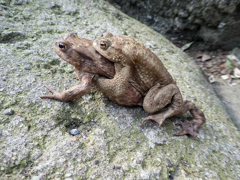 Erdkröten-Paar am 30. März 2019 am Besucherweg unterhalb der Löwen-Savanne im Wuppertaler Zoo