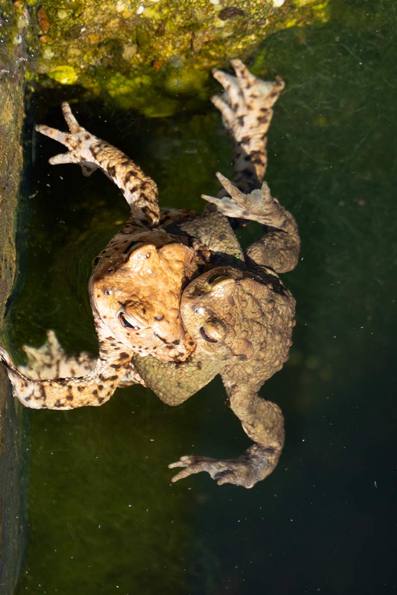 Erdkröten-Paar im Wasser am 31. März 2021 im Wuppertaler Zoo