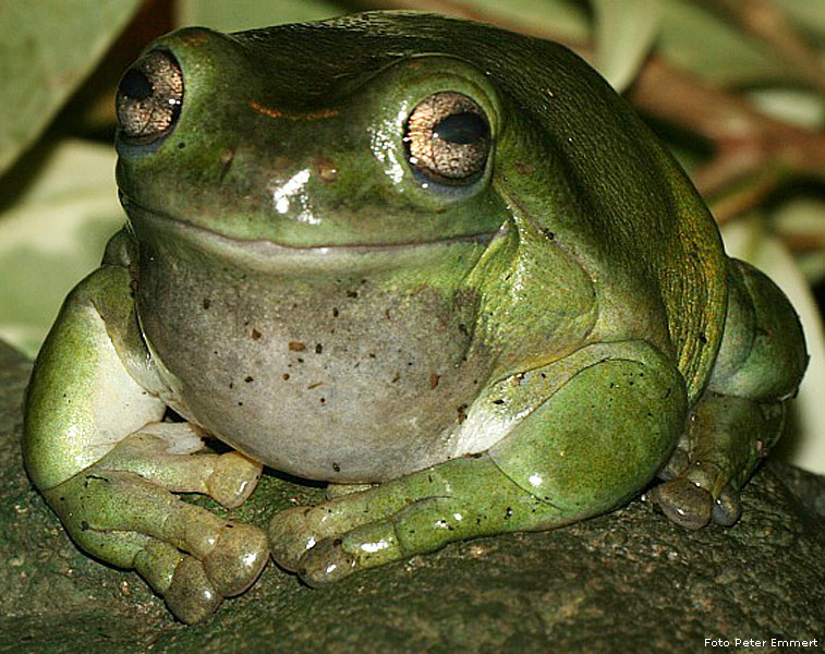 Korallenfingerlaubfrosch im Zoologischen Garten Wuppertal im Oktober 2007 (Foto Peter Emmert)