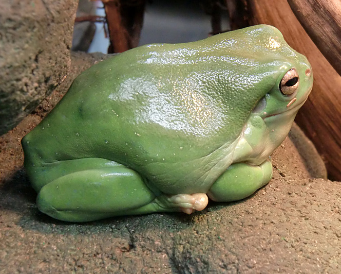 Korallenfingerlaubfrosch im Wuppertaler Zoo im Juni 2010