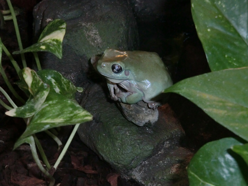 Korallenfingerlaubfrosch im Wuppertaler Zoo am 21. Januar 2012