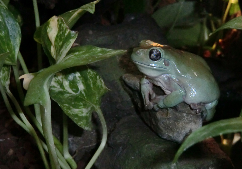 Korallenfingerlaubfrosch im Zoo Wuppertal am 21. Januar 2012