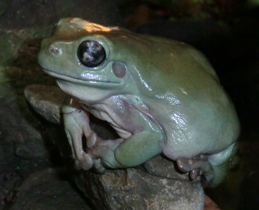 Korallenfingerlaubfrosch im Zoologischen Garten Wuppertal am 21. Januar 2012