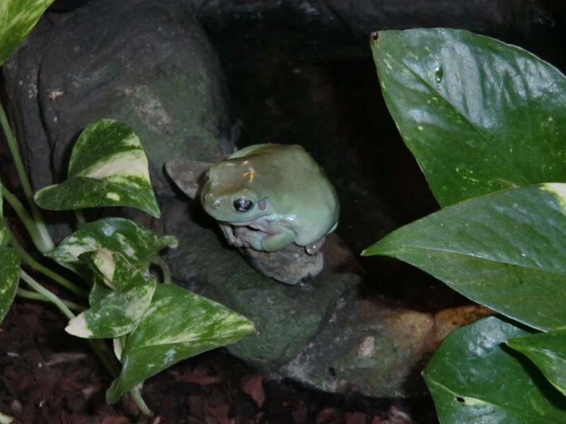 Korallenfingerlaubfrosch im Wuppertaler Zoo am 21. Januar 2012