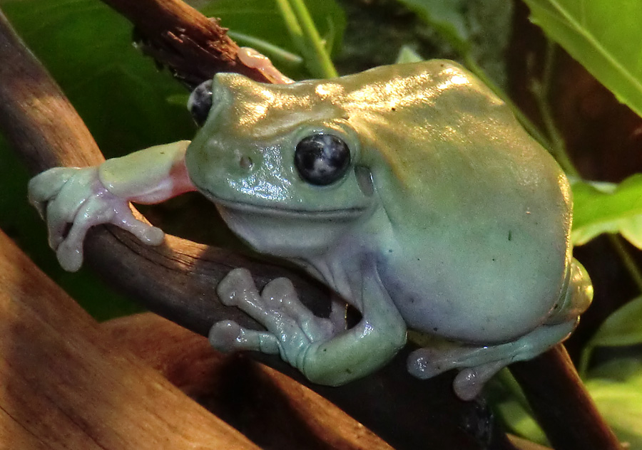 Korallenfingerlaubfrosch im Zoologischen Garten Wuppertal am 28. Januar 2012