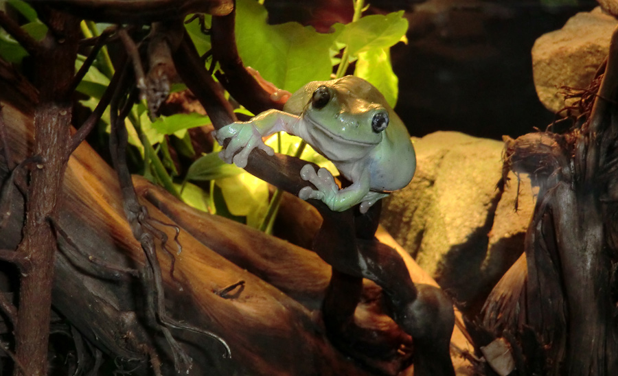 Korallenfingerlaubfrosch im Wuppertaler Zoo am 28. Januar 2012