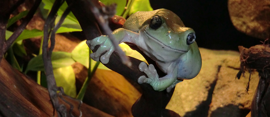 Korallenfingerlaubfrosch im Zoologischen Garten Wuppertal am 28. Januar 2012