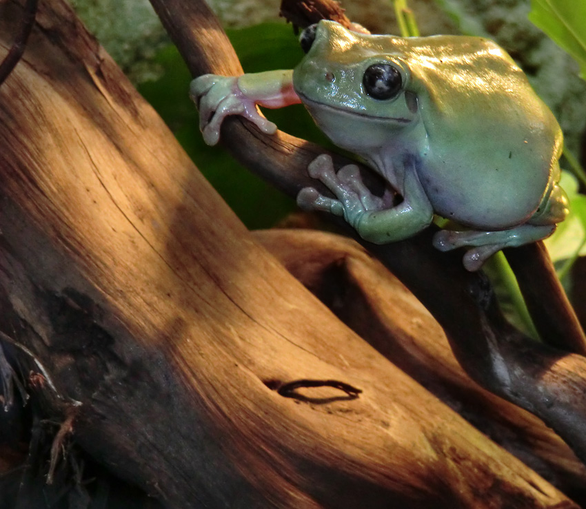 Korallenfingerlaubfrosch im Wuppertaler Zoo am 28. Januar 2012