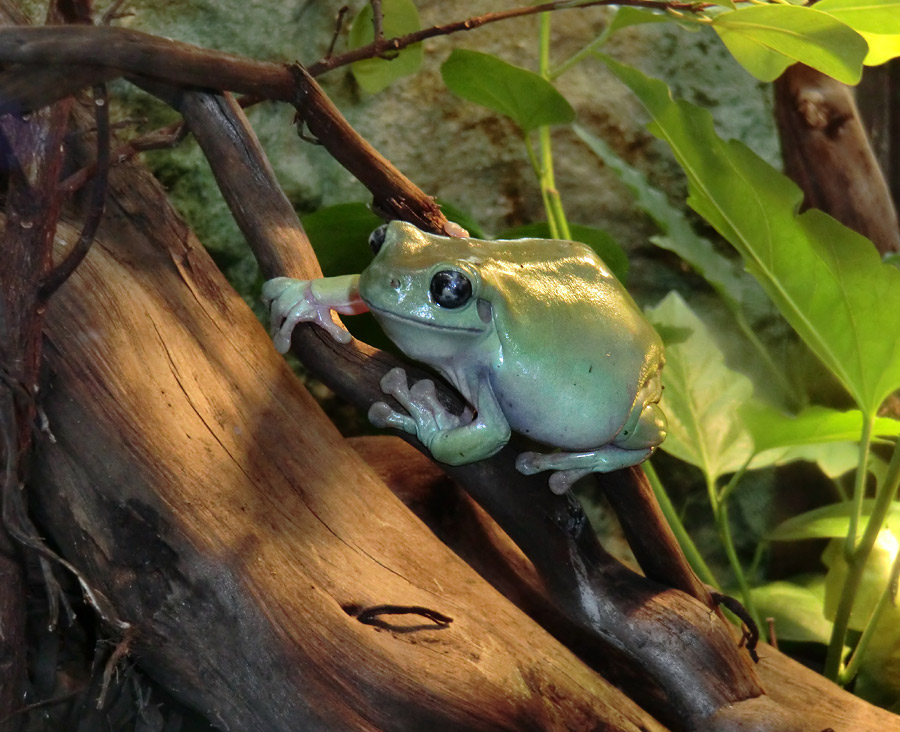 Korallenfingerlaubfrosch im Zoo Wuppertal am 28. Januar 2012